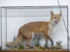 Taxidermy study of a fox on a naturalistic base in a glazed case, W92, D35, H84cm