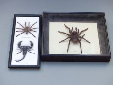 Three taxidermy studies of spiders and scorpions in two frames, largest 26 x 31cm