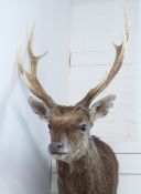 A taxidermy head and shoulders study of a Japanese Sika stag head, with gold medal and paperwork,