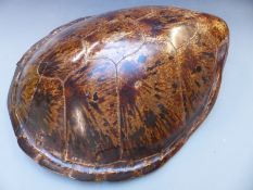 An early 20thC taxidermy turtle shell with carved wooden head, L69 x W63cm