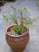 Corkscrew hazel plant in large planter H97cm