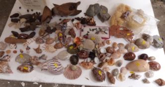 A quantity of various sea shells, sponge etc.