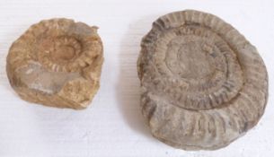 Two large fossilized ammonites