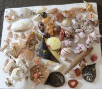 A large quantity of various sea shells