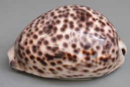 18th century Scottish provincial silver mounted cowrie shell snuff box with engraved decoration to