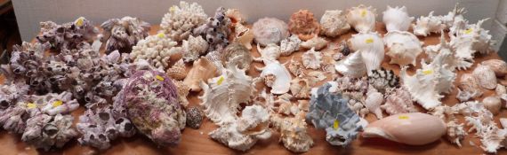A large quantity of seashells.