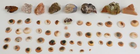 Fifty-seven various shiva shells and mineral samples including calcite.
