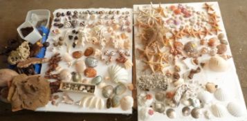 A large collection of starfish, shells, abalone/paua shell, wood, sponge, coral etc