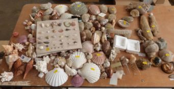 A large quantity of various sea shells including paua/ abalone etc, some mounted on named cards.