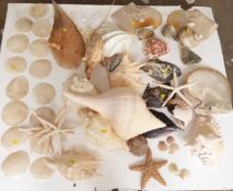 A collection of various shells including pearl examples, starfish etc.