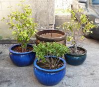 Three glazed pots with plants and a larger pot, height 61cm