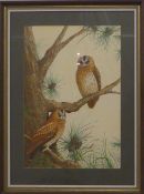 Valerie Croker watercolour, 'Tawny Owls', two owls in a pine tree, signed lower right, 50 x 34cm