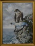 Steve Burgess (b 1960) oil on canvas Peregrine falcon with its catch on a coastal rocky outcrop,