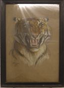 Cecil Aldin (1870-1935) pastel on calico or similar fabric of a tiger, signed and dated 1918 lower