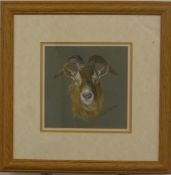 Tricia Osborne pastel study of a goat, signed lower right, 18 x 18cm