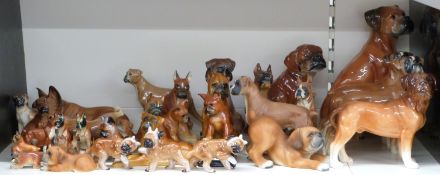 A collection of ceramic boxer dogs, approximately 38, tallest 30cm