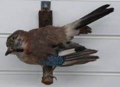 Taxidermy study of a jay mounted on a wooden branch