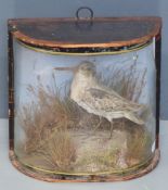 19thC taxidermy study of a snipe in bow-fronted glass case, approximately 23.5x23cm