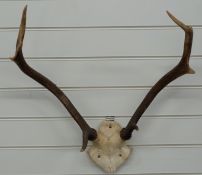 Taxidermy deer stag eight-point mount