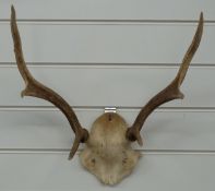 Taxidermy deer stag six-point mount