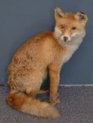 Taxidermy study of a seated fox, 50cm tall