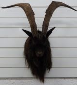 Taxidermy study of a mountain goat, height approximately 60cm