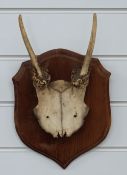 Taxidermy fallow deer horns on shield mount