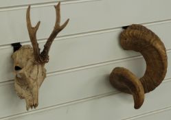 Taxidermy unmounted goat skull, and a ram's horn