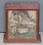 Taxidermy study of a bird, possibly a sandpiper, among rocks in a glass case, approximately 31.