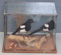 Taxidermy study of a pair of magpies in glass case, approximately 46x36x30cm
