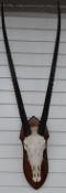 Taxidermy gemsbok antelope skull and horns on shield mount, approximately 130cm long