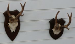 Two taxidermy deer skulls with antlers on oak shields / mounts