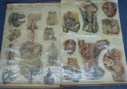 Two anatomical posters, one the reproductive system the other marked American Frohse Anatomical
