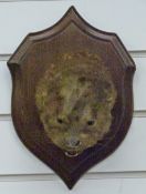 Taxidermy study of an otter head on oak shield plaque, partial label verso for Rowland Ward