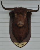 A very large taxidermy study of a Highland or similar bull, with glass eyes, on wooden shield