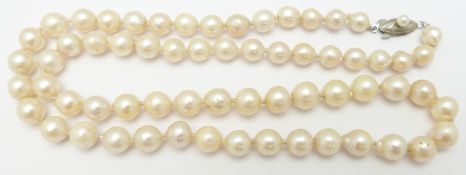 A single strand of cultured pearls with a silver clasp