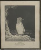 Marjorie Chadwick Harris print 'Little Guillie' the first Guillemot to be hatched in captivity,