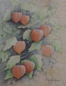 H Royston Hudson watercolour of Chinese lantern flowers, 46 x 36cm, framed and glazed