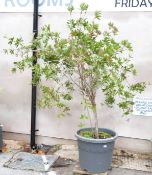 A large pot plant Banksia, approximate height with pot 2.2m