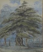 Mixed media study of a tree 'In Patterdale Churchyard', 14 x 12cm, label verso, framed and glazed