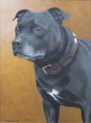 Nigel Hemming (b1957) oil on canvas Staffordshire Bull Terrier dog 'Tom', signed lower left, 38 x