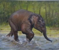 David Haines oil on canvas signed and dated 2019, Baby Asian Elephant, 59 x 69cm