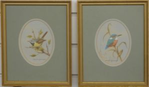 David Andrews two 20thC intricate watercolours of juvenile Grey Wagtail and Kingfisher, 15 x 11cm