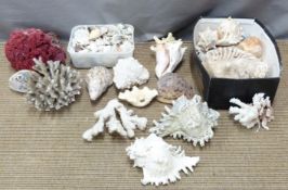 Box of coral, shells etc