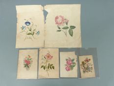 Six 19thC botanical watercolours, largest 24 x 20cm