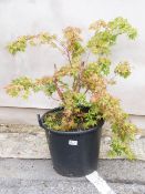 A large pot plant Acer Pulmatum approximate height with pot 1.4m