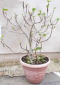 A large pot plant fig, approximate height with pot 1.4m