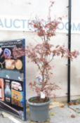 A large pot plant Acer Pulmatum 'Bloodgood', approximate height with pot 2.6m