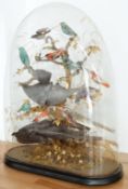 Victorian taxidermy study of exotic birds in naturalistic setting under a glass dome W56 x D22 x