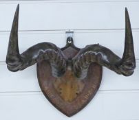 A taxidermy horn and skull mounted on shield mount titled 'Athi River S.E.A 11-2-11', W21cm